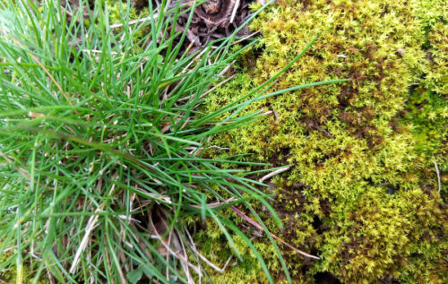 mouse dans l'herbe